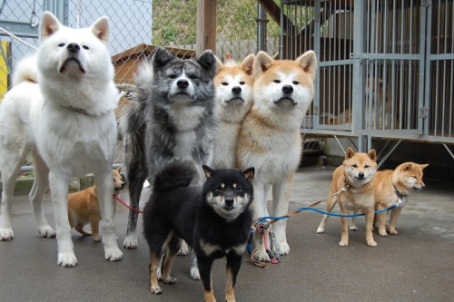 hipstermink:the difference between the akita and the shiba