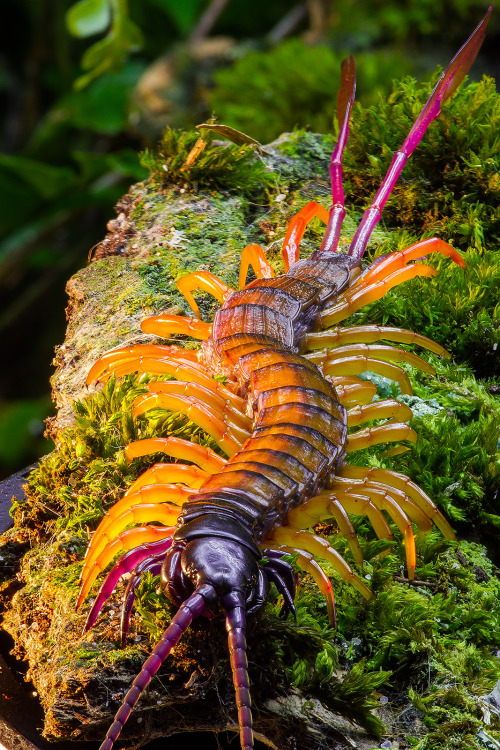 realmonstrosities:Feathertail Centipedes are an entire genus of centipedes from eastern Africa.