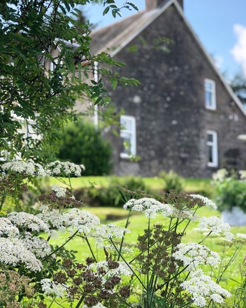 eyeheartfarms:Wildflower garden