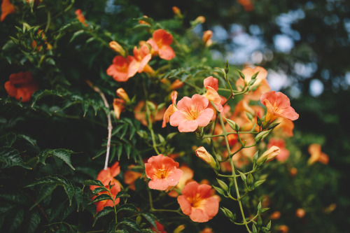 Chinese trumpet creeper