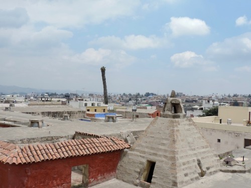 Palma solitaria que se eleva sobre los tejados de Arequipa, Perú, 2017.Frequent earthquakes have sug