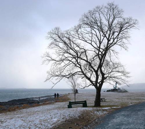 Point Pleasant Park with a thin coat of winter ❄ #park #halifax #haligonia #novascotia #tree #silhou