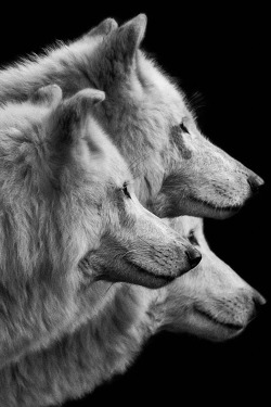 earthyday:  Three Wolves © Wolf Ademeit  
