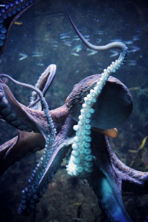 hannahrose888: I have an obsession with octopuses…they are so beautiful and cute