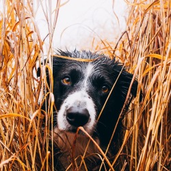 findmomo:  Hiding in the long grass… 