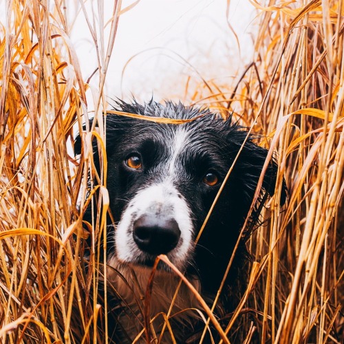 findmomo: Hiding in the long grass…