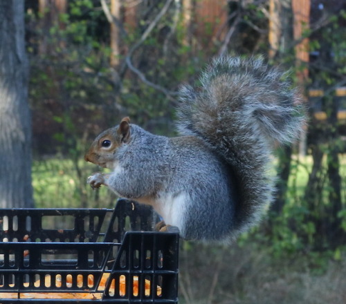 Selfish bastard refuses to share pumpkin seeds with the 3 other squirrels in the yard. Two entire pu