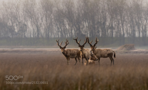 animal-photographies:_P5I9830 晨曦照麝鹿