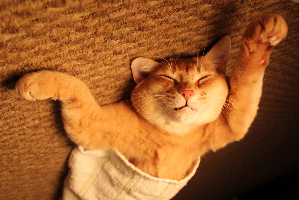 89cats:  Comfortable Kitty by © Jamie Mitchell 
