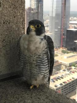 awwww-cute:  This little guy was hanging out on the ledge of my window at work. Pretty cool (Source: http://ift.tt/2vphspf)