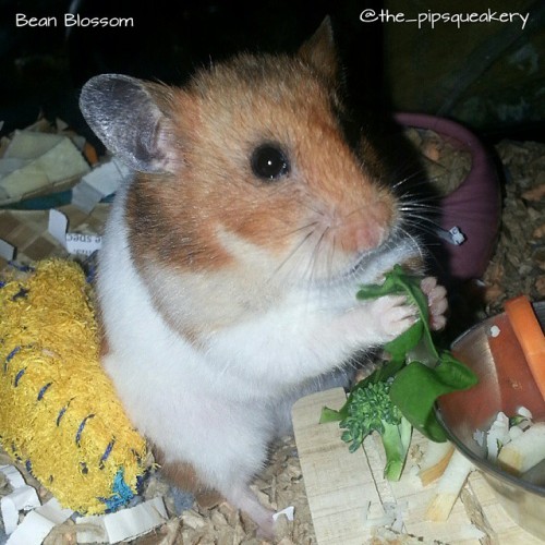 thepipsqueakery:Don’t forget to eat your veggies! #hamster #veggies