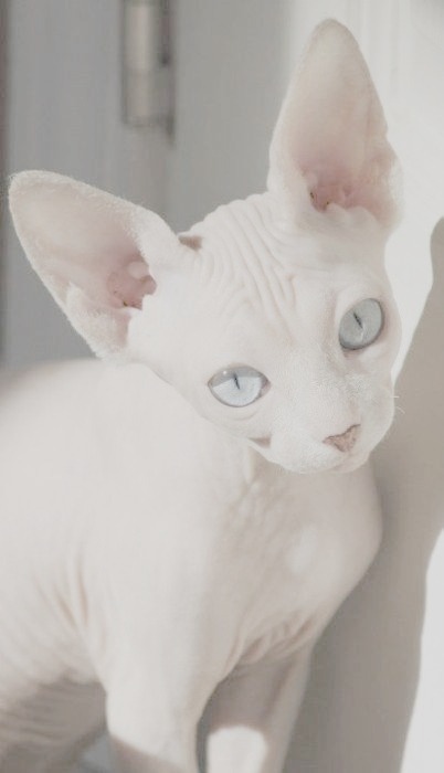 Alexisneo's Blog