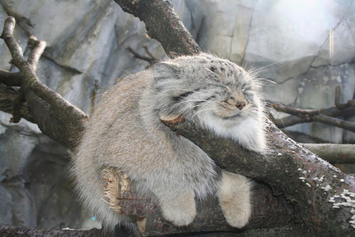 boredpanda:The Manul Cat Is The Most Expressive Cat In The World
