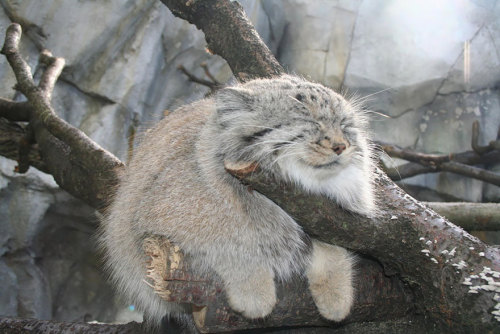 the-awesome-quotes:The Manul Cat Is The Most Expressive Cat In The World