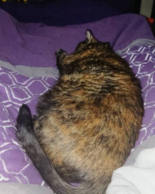 For The Lady 3 Days That I Have Worked From Home, Sadey Has Been Lying Between My Legs. #cat #catsleeping