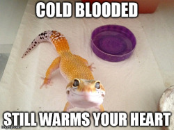 advice-animal:  Cold blooded.http://advice-animal.tumblr.com/