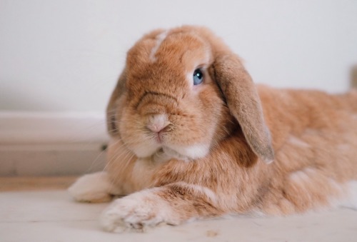 ghibli-bunny:  Hey there my beautiful little trouble maker~ still looking a bit scruffy but at least the worst of the molt is over!!