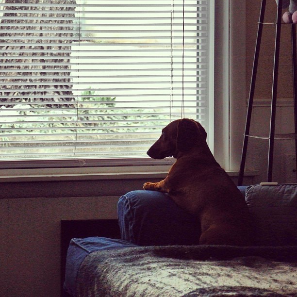 Bandit likes to sit by the window, watching kids pass by.