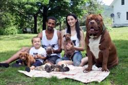 Laylawknee:  Awwww-Cute:  Hulk, The World’s Biggest Pitbull Is A Proud Father Now