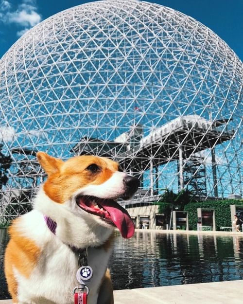 Looks majestic but I honestly couldn’t get her attention #biosphere #montreal #mtlmoments #dog