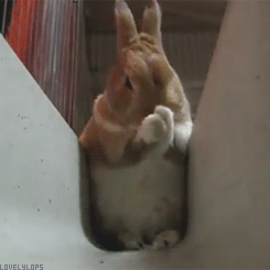 lovelylops:  (*´・ｖ・) 