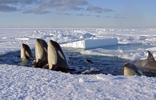 wolverxne:  Frozen Planet It has already captivated millions, taking viewers on a spectacular polar expedition to the frozen wildernesses of the Arctic and the Antarctic. And now the makers of the landmark BBC series Frozen Planet, bringing the natural