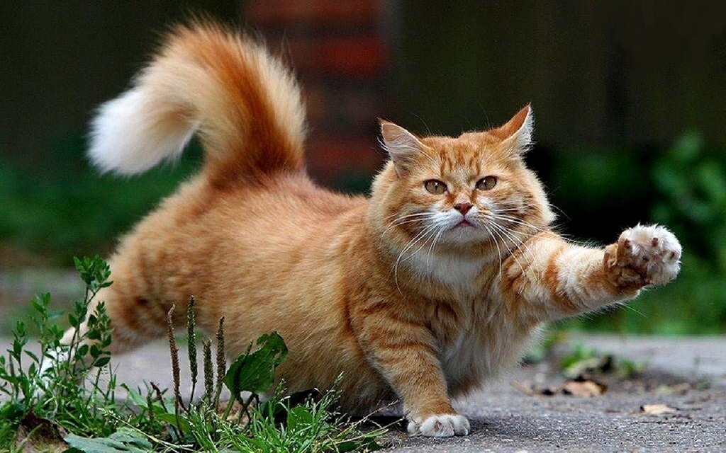 fat fluffy orange cat