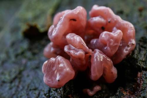 Rødlilla Sejskive Lat: Ascocoryne sarcoides #mushroomspotting#mushroomhunting#danishmushrooms#fungi#