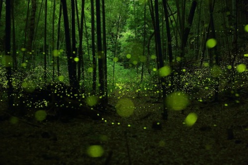 pleoros:  Yume Cyan Magical Long Exposure Photos of Fireflies in Japan.  Photographer Yume Cyan manages to take some truly spectacular shots of fireflies in the forests of Nagoya City, Japan. The photographer’s beautiful long exposure photos capture