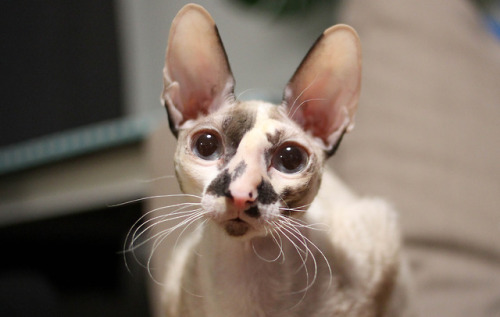 surkuzoo:Rilla, cornish rex cat♥ (ig: @crx_curlyaliens )