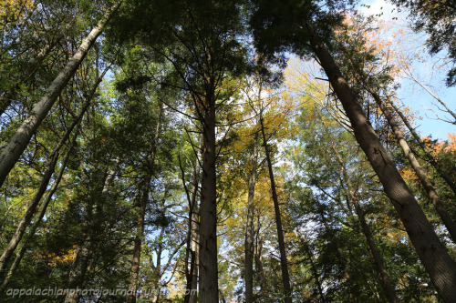 appalachianphotojournal:Stop #4 on my Thursday road trip: Cathedral State Park, just outside of Auro