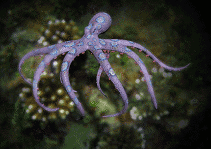 nerdloveandlolz:Octopuses are my favorite animals. They’re tricky little motherfuckers. If the