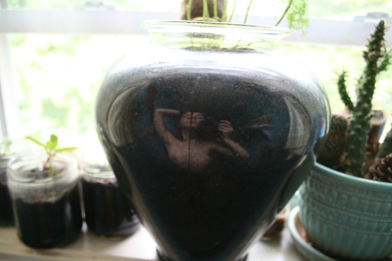 naked-yogi: portraits in a cilantro pot reflection featuring apple tree sprouts and