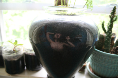 naked-yogi: portraits in a cilantro pot reflection featuring apple tree sprouts and cacti self-portraits by Anastasia (please only reblog with caption intact. no reposts).  email me at nude.yogini@gmail.com to purchase my videos! I have a diverse selectio