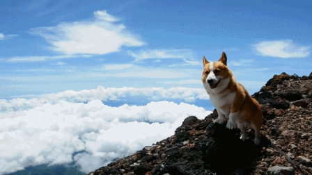 corgis-everywhere:[Top of Mt. Fuji]