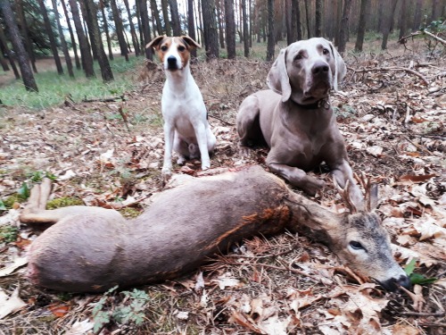 Und auf der Jagd waren wir den ein oder anderen Tag natürlich auch. :)