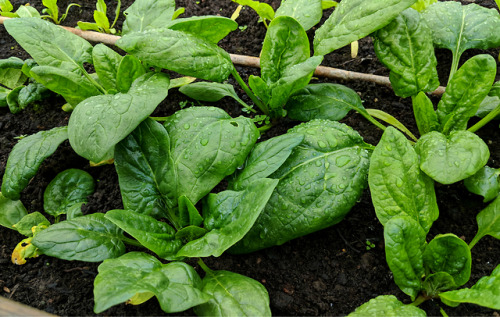 Last crops before the new seasonI was given access to my allotment in August, and at the time it rea