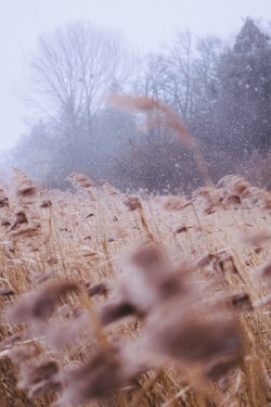 a-woken:  r2&ndash;d2: Winter storm is arriving   Nature