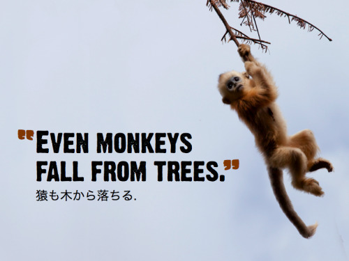 nihongogogo: 猿、さる monkey 木、き tree 落ちる、おちる　to fall [Lit: Monkeys also fall from trees]This Japanese i