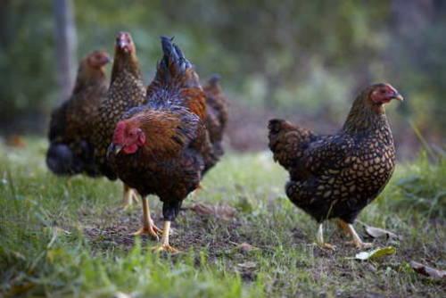 nordicsublime: The chickens of allt y bela - britt willoughby dyer