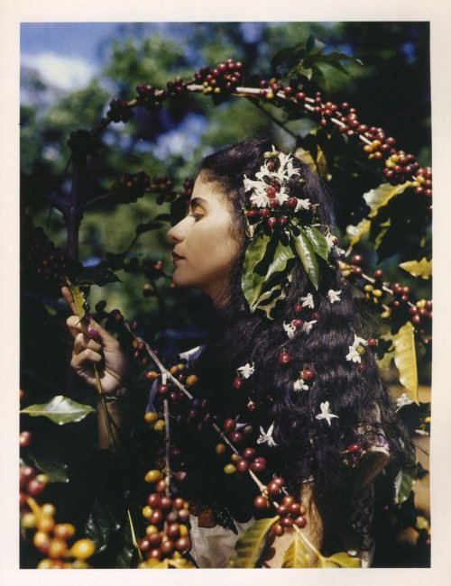 wrimwramwrom:Woman with coffee blossoms and coffee berries, El Salvador, 1944Photo by Luis Marden