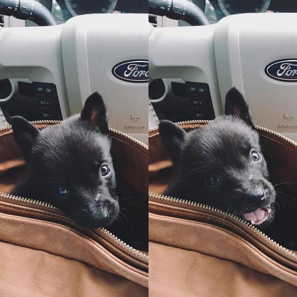 Baby Animal Posts