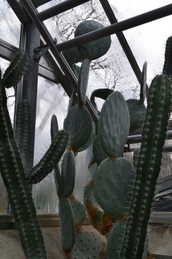 nachobabyy:  cacti at university of basel