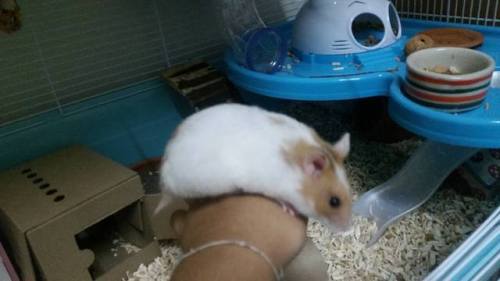I wish everyone could see my hamster Martha