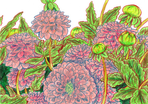 hannahlockillustration:Dahlias and Hellebore.