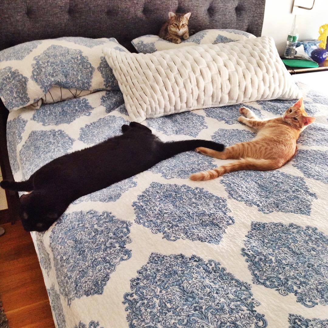 Once Upon A Kitty Cat