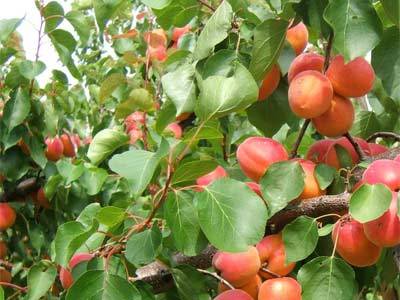 macedoniannews:Peaches Farms-Pella, Macedonia(Greece)
