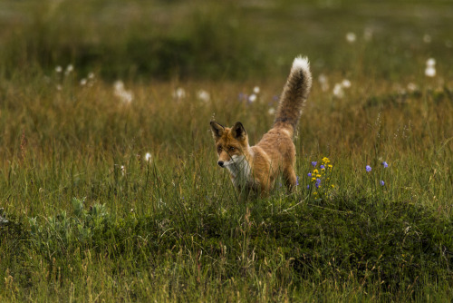 90377:Fox Hunting by Viggo Johansen