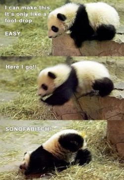 funny panda