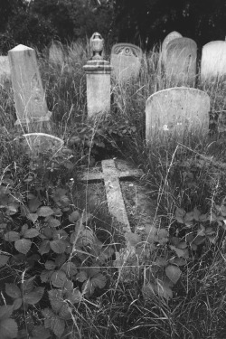 lovelottey:  Brompton Cemetery, London.  